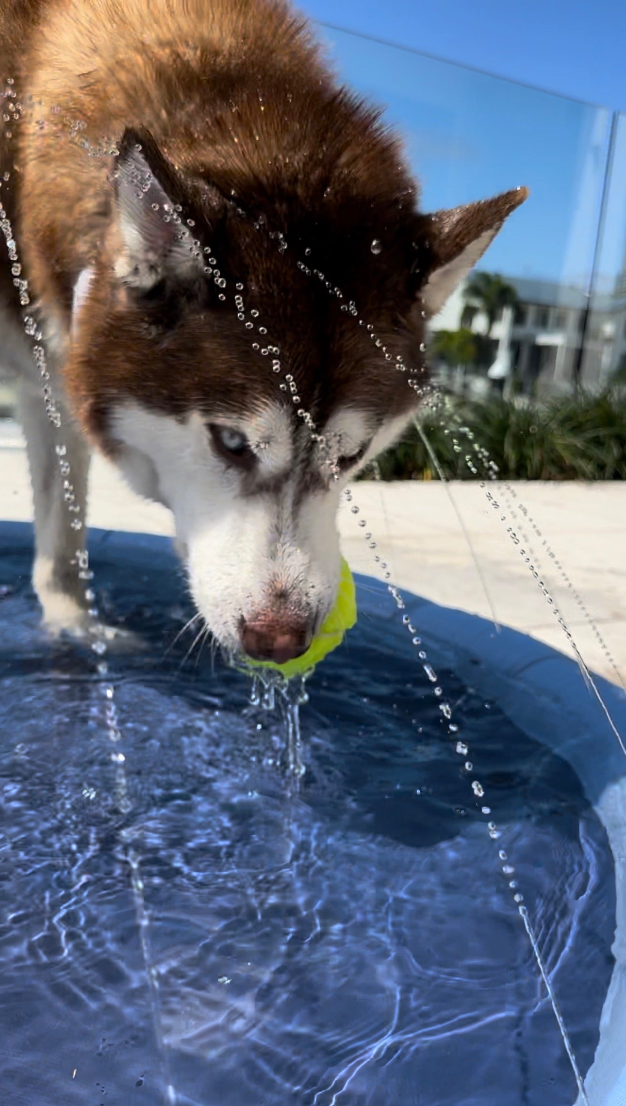 Inflatable Pet Sprinkler Pad – Fun & Refreshing Summer Play! 🐶💦