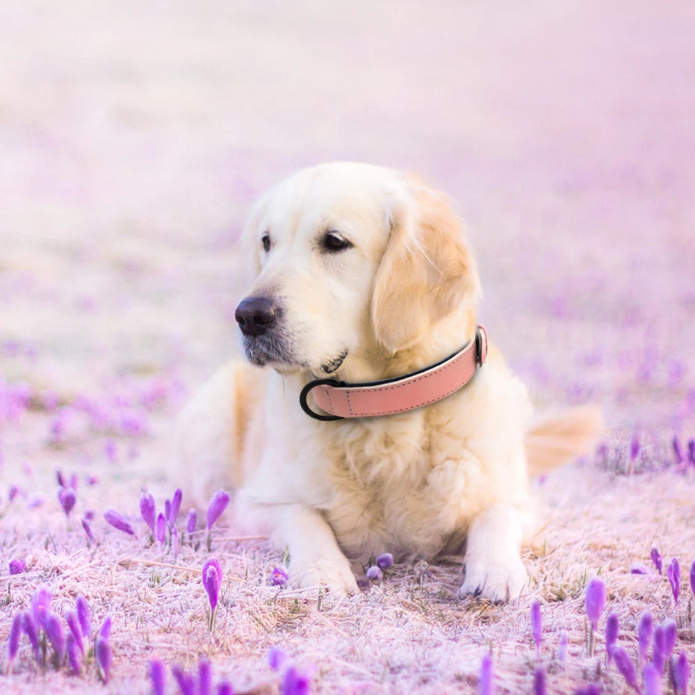 Leather Dog Collar