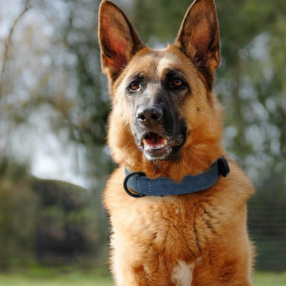 Leather Dog Collar