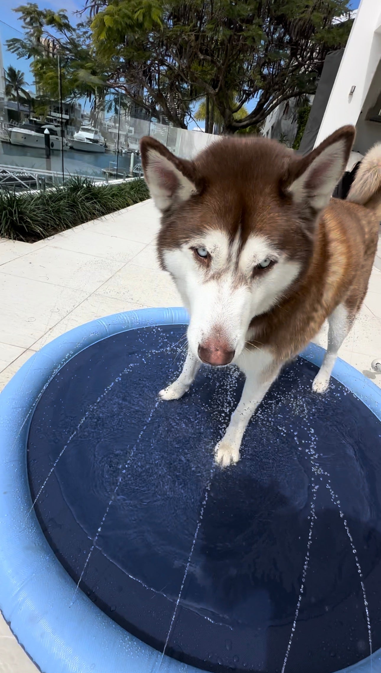Inflatable Pet Sprinkler Pad – Fun & Refreshing Summer Play! 🐶💦