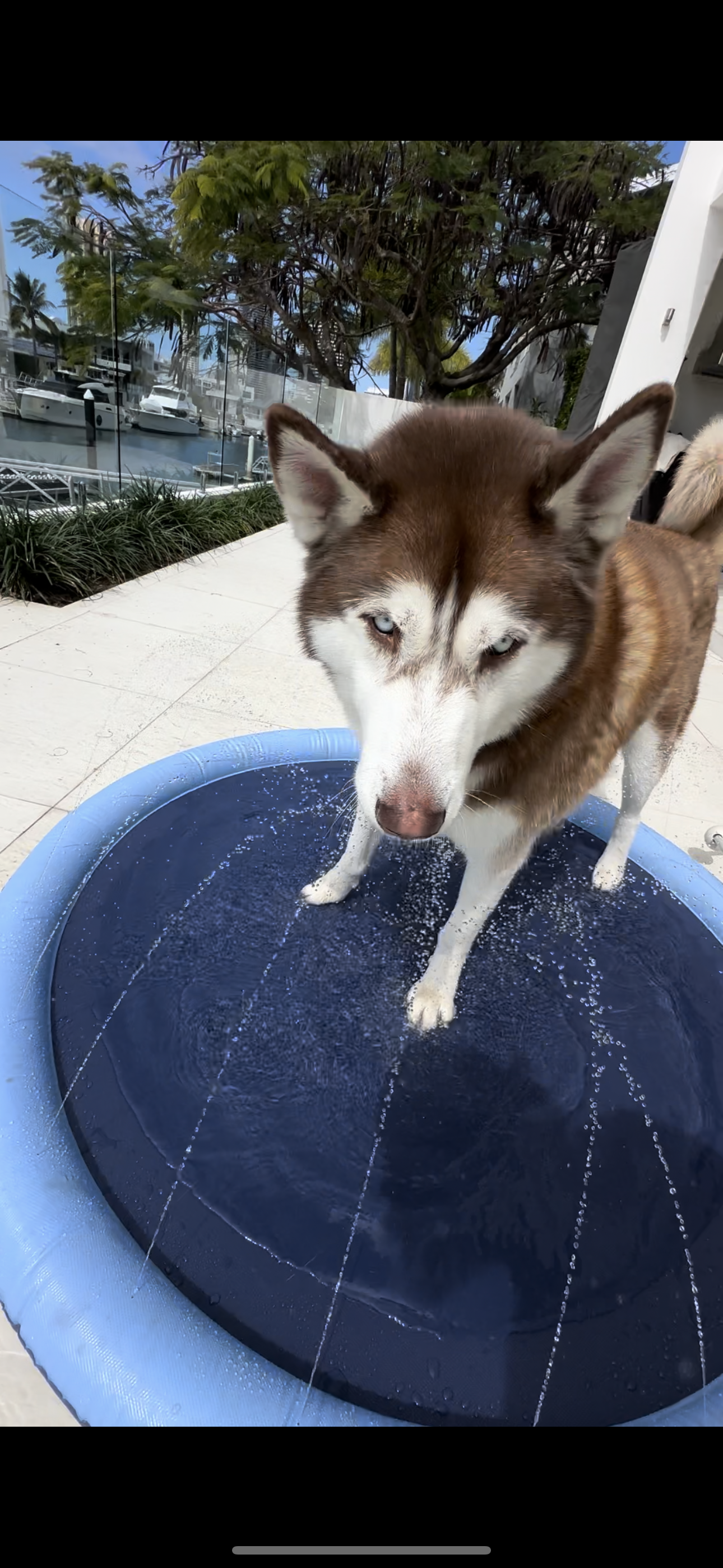 Inflatable Pet Sprinkler Pad – Fun & Refreshing Summer Play! 🐶💦