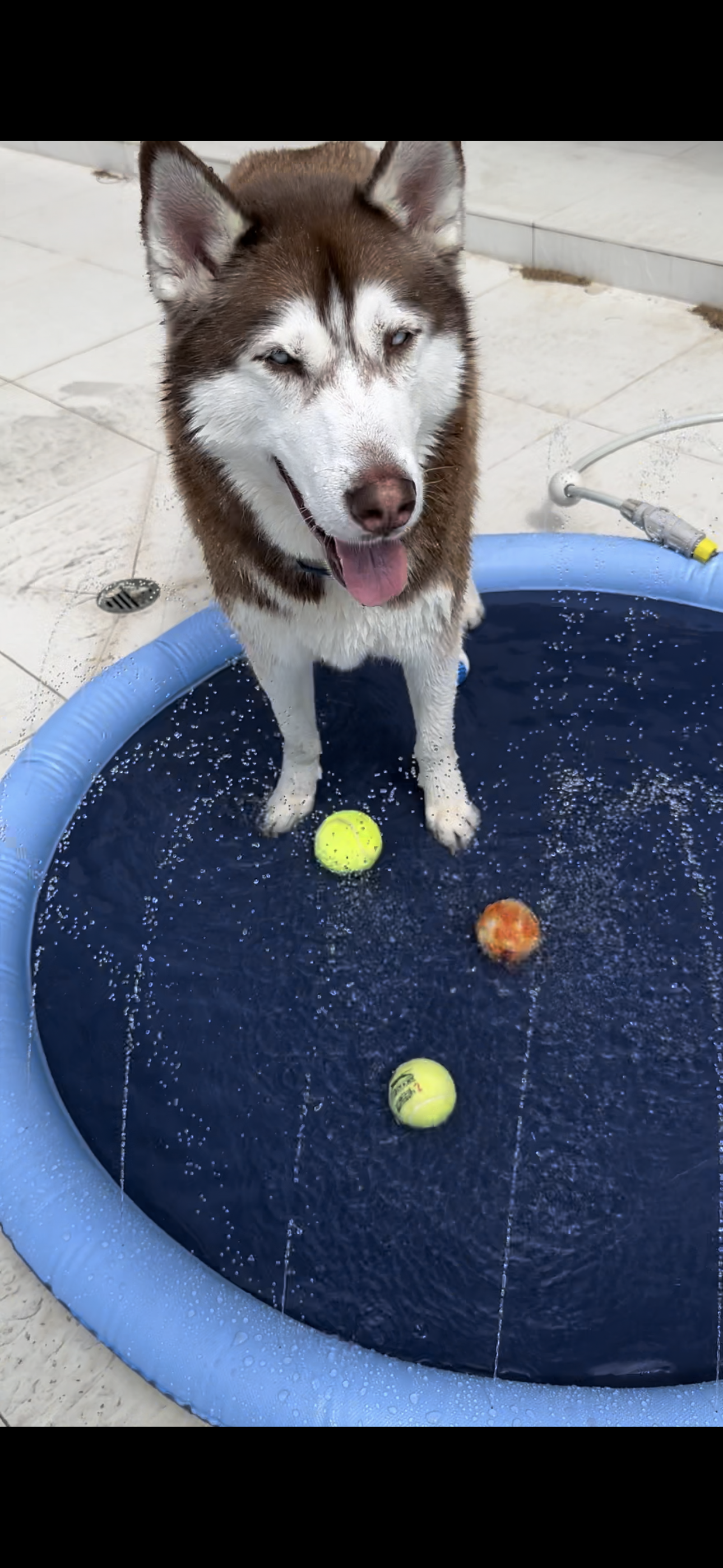 Inflatable Pet Sprinkler Pad – Fun & Refreshing Summer Play! 🐶💦