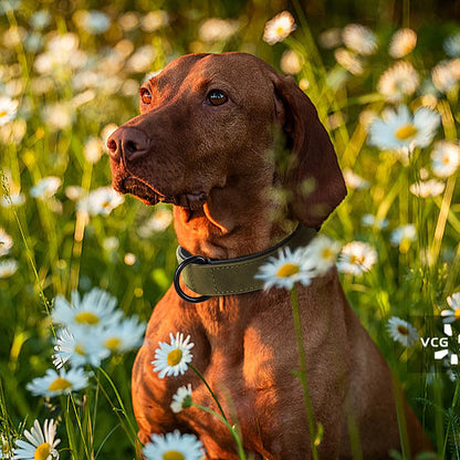 Leather Dog Collar