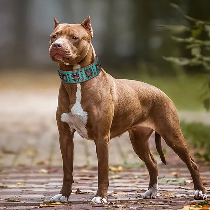 Luxury Leather Dog Collar - Medium to Large Dogs