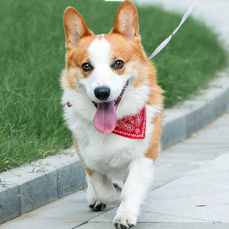 Adjustable Pet Bandana Collar